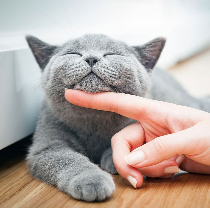 Happy british shorthair cat is stroked by a woman's hand