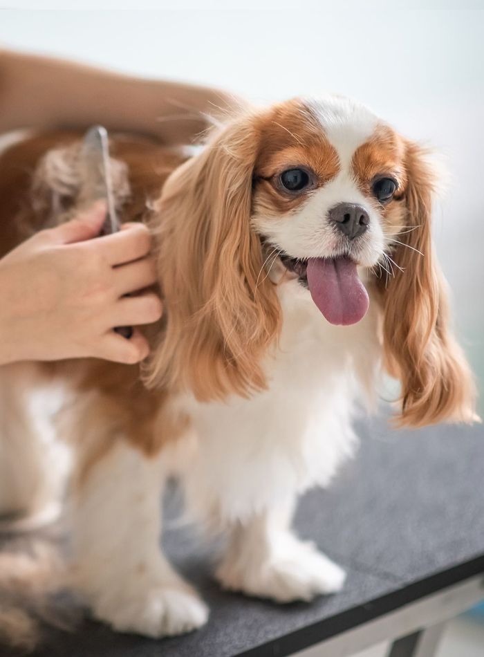 cocker spaniel dog being brushed by a pet groomer