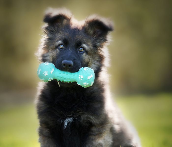Selective focus shot of an adorable german shepherd puppy with chew toy