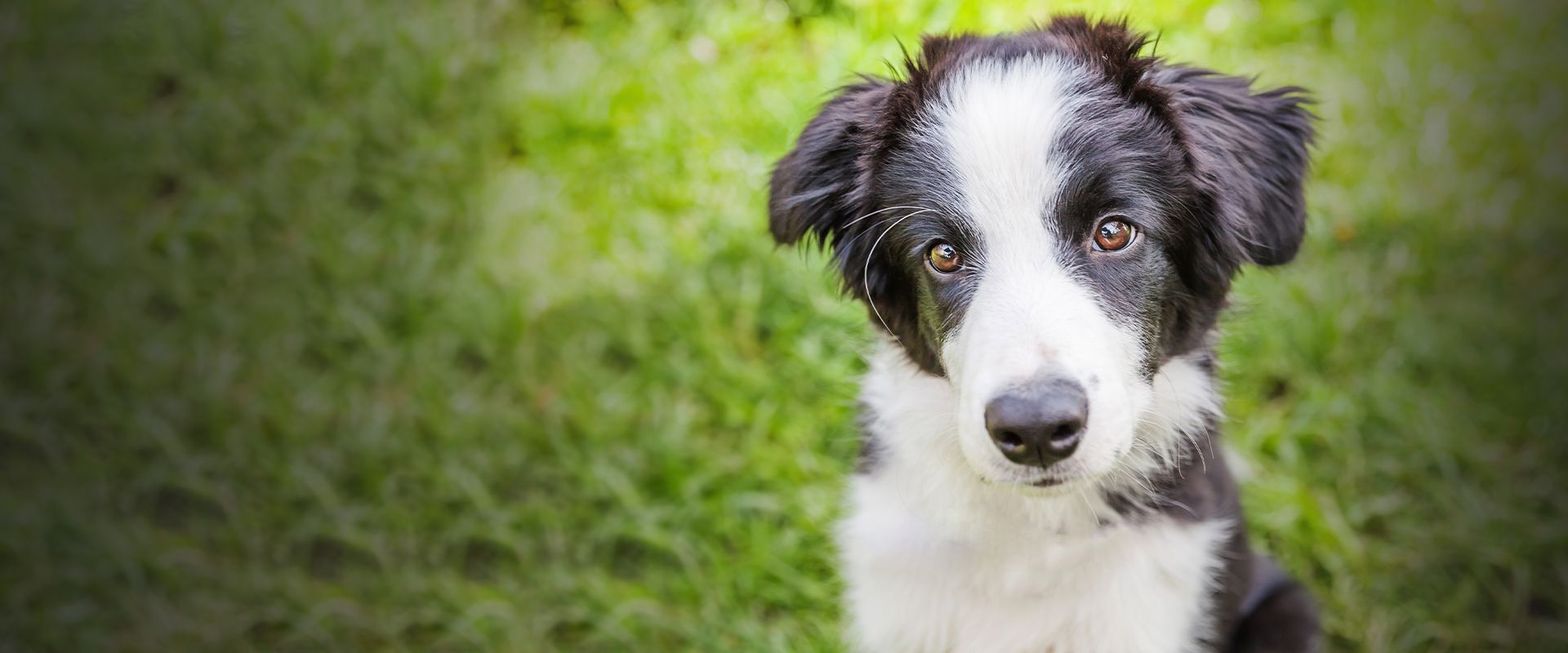 border collie dog sitting on the green grass