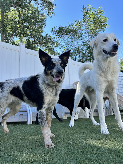 big white dog and black and speckled dog playing outside in a daycare play group
