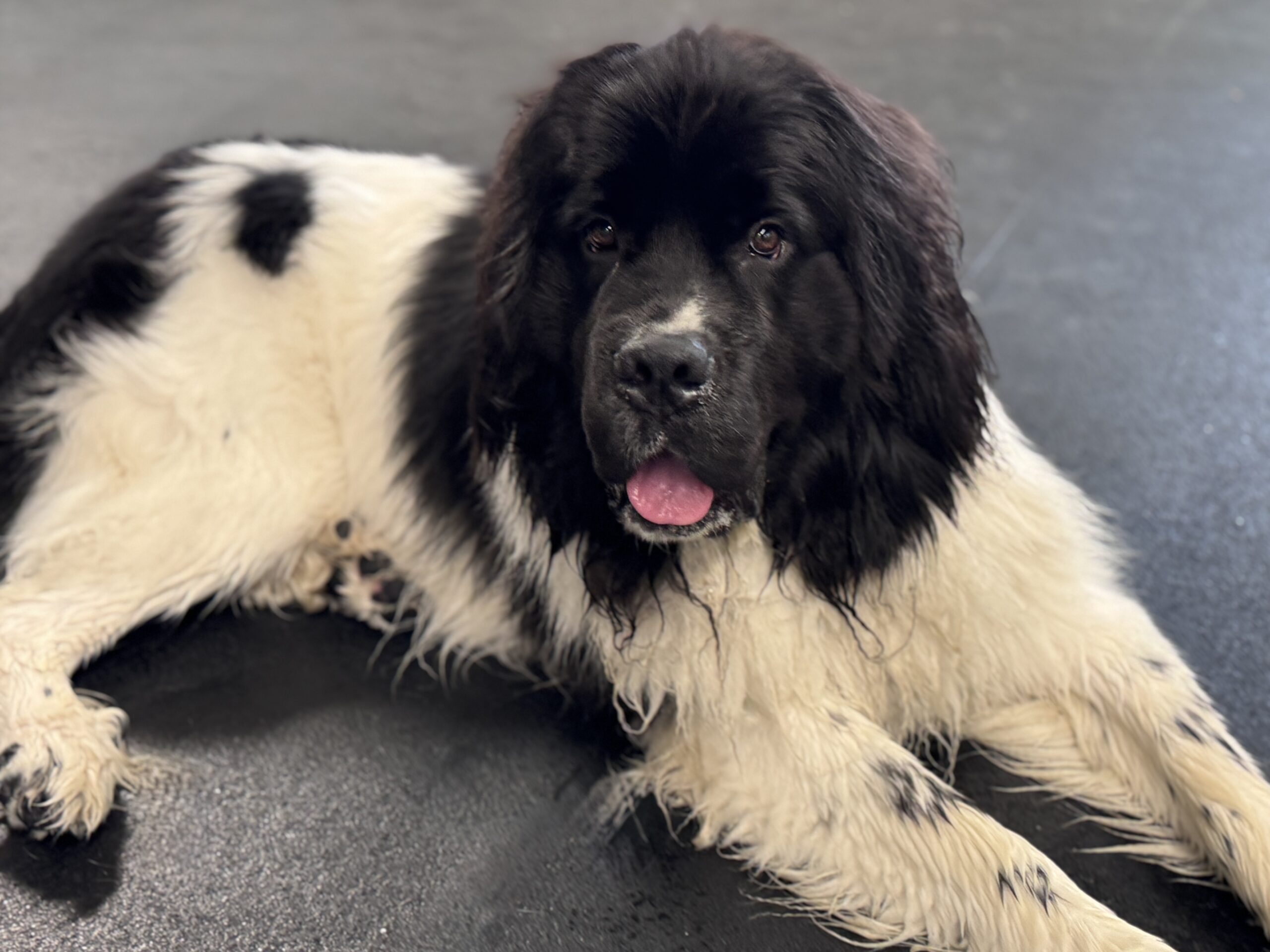 IMG_4065 furry black and white dog laying on the floor