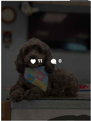 The Pet Spot - Dog Daycare and Dog Boarding - Boulder Colorado area