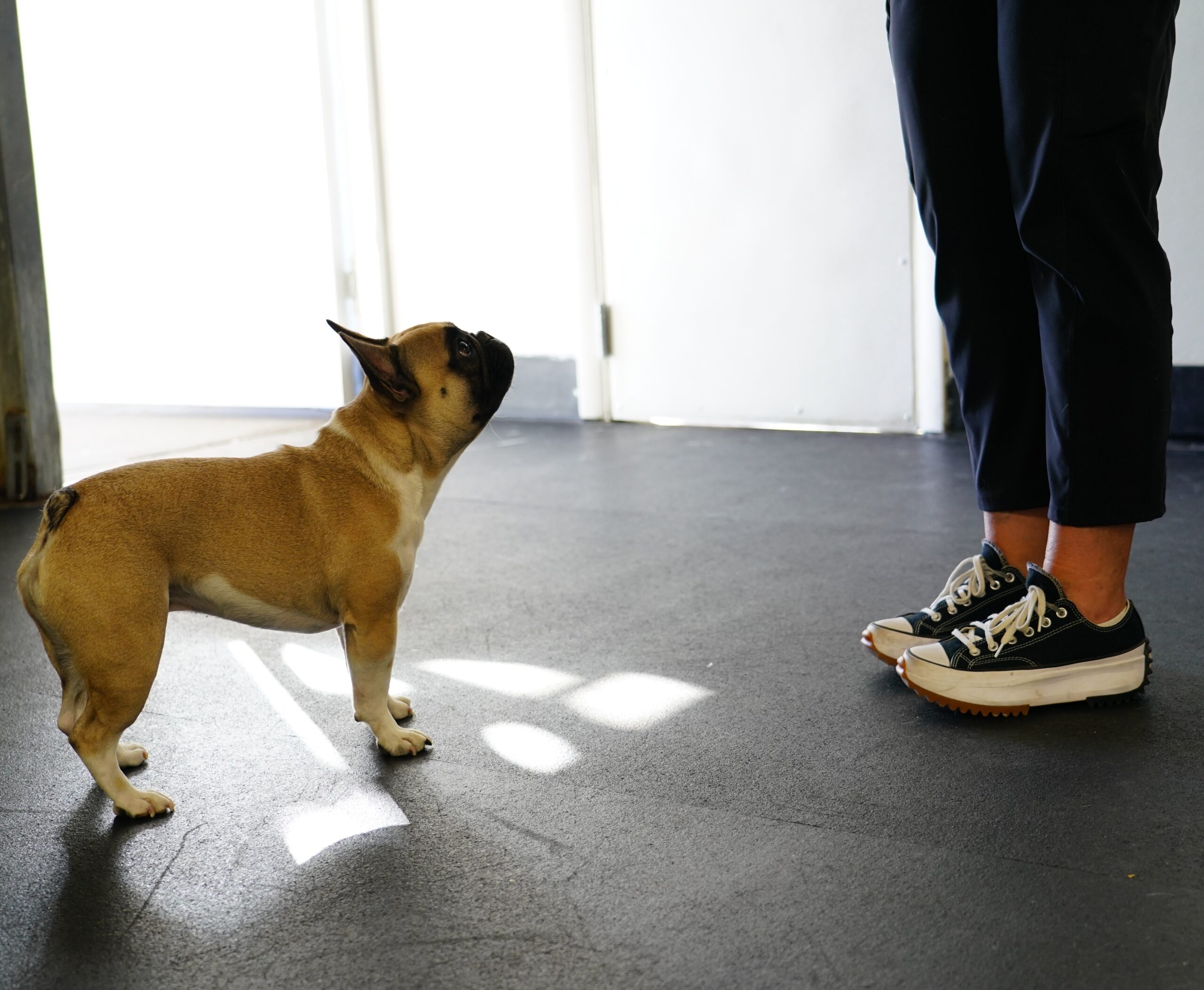 small brown frenchie dog looking up at his trainer