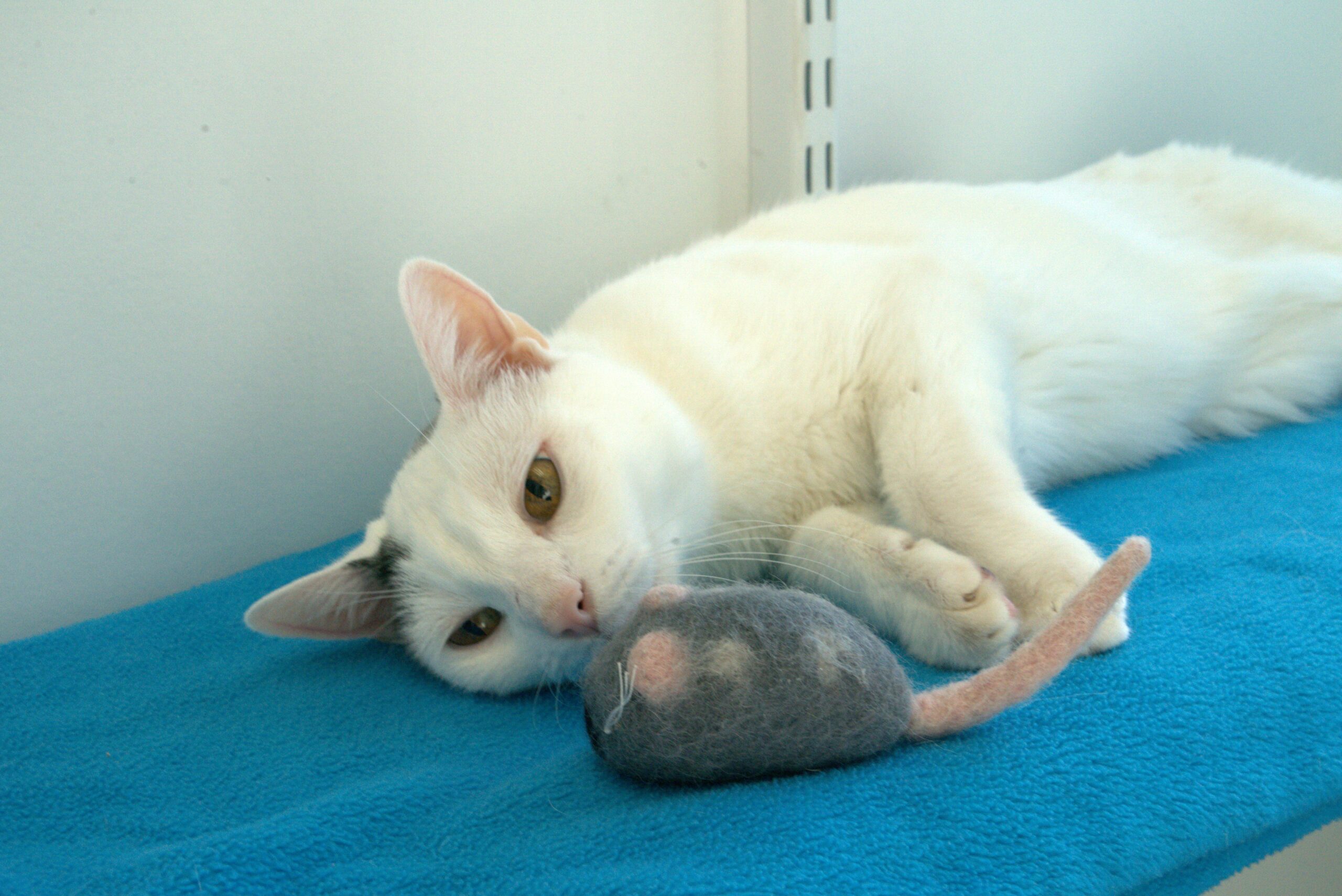 white cat laying down in boarding facility playing with toy mouse