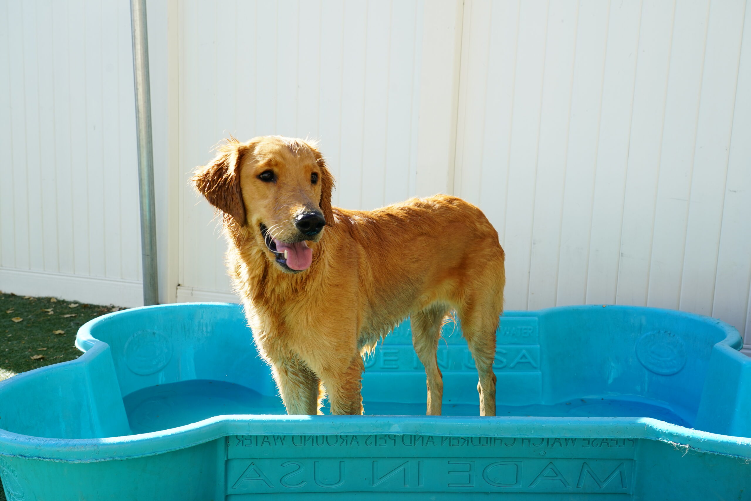 brownish dog standing in a wading pool with wet hair