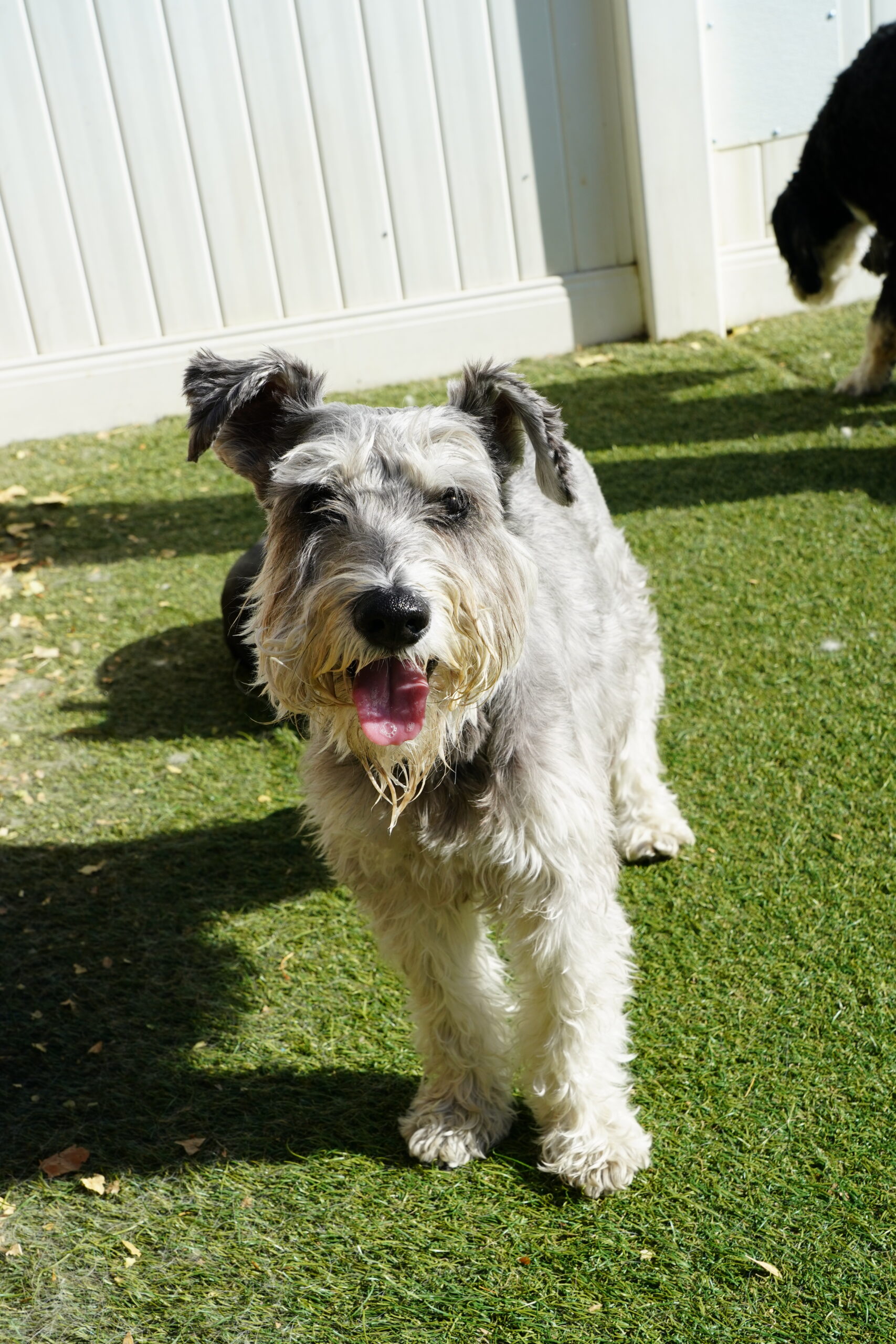 fluffy gray dog smiling at camera with tongue out