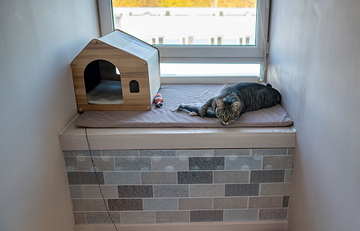 Beautiful cat laying in his luxury cat boarding suite