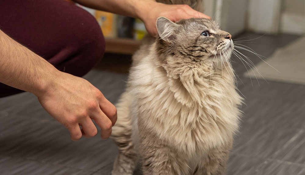 Long haired gray cat being petting at a luxury cat boarding facility