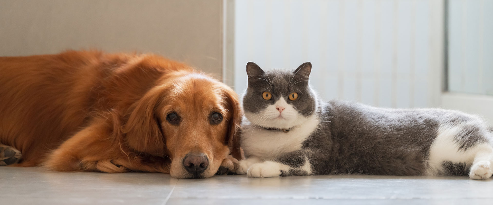 contact-page-image Orange long-haired dog and gray and white cat laying together