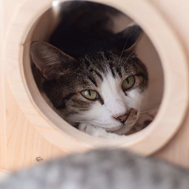 Luxury cat boarding and cat condos at The Pet Spot in Boulder CO