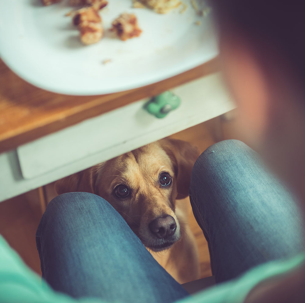 dog under the dinner table looking longingly up at his owner for food scraps