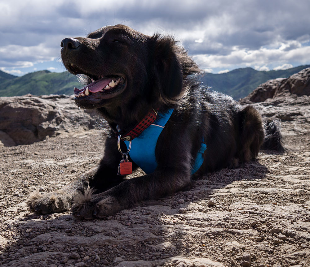 happy black dog on a mountain top smiling into the wind