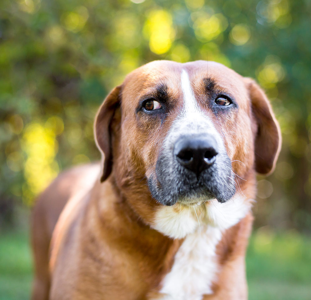dog-stress-signals brown and white dog looking suspiciously at someone out of frame