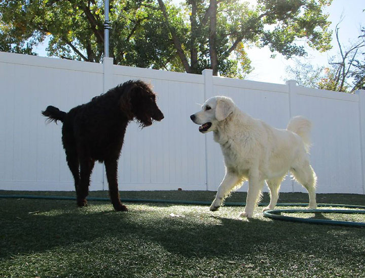 home-slider-new1 black dog and white dog playing on astroturf at dog daycare
