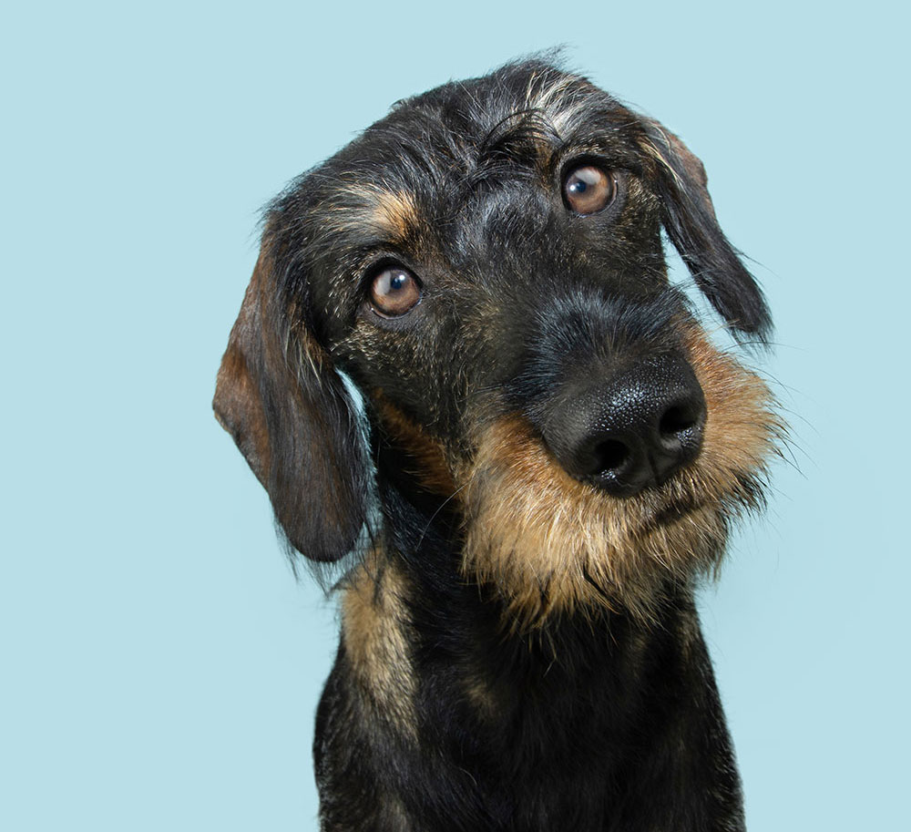 black scruffy faced dog looking at the camera