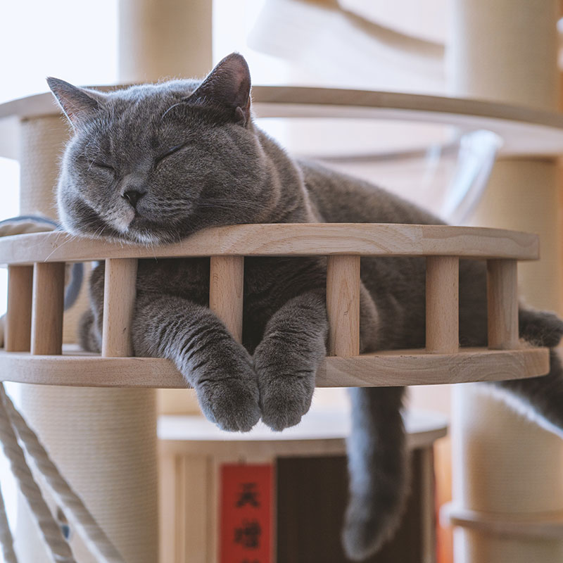 Beautiful cat laying in his luxury cat boarding suite