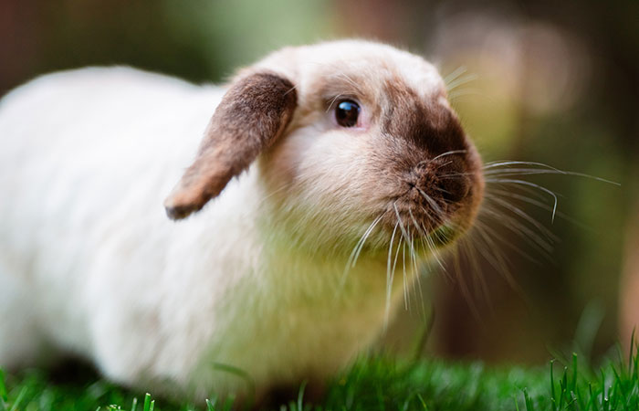 floppy eared rabbit sitting in the grass